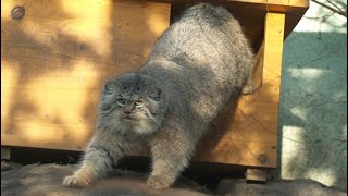 [Pallas's cat] Stretch body, probe head, rub against a tree, the cute manuls