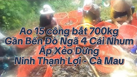 Ao 15 công bắt 700kg tôm càng lúc 0h gần bến đò ngã 4 Cái Nhum ấp Xẻo Dừng - Ninh Thạnh Lợi - Cà Mau