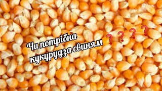 картинка: Відгодівля свиней//Кукурудза//Чи потрібна кукурудза для відгодівлі свиней❓❓❓