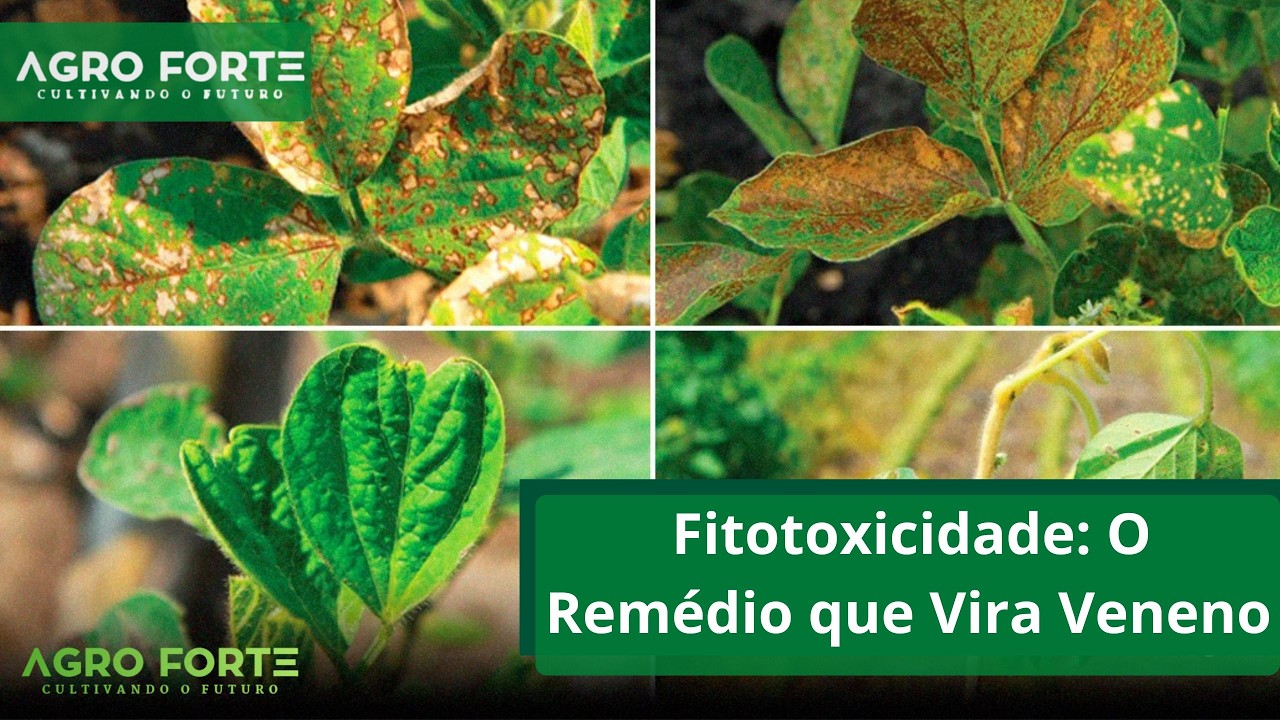 Fitotoxicidade: O Remédio que Vira Veneno