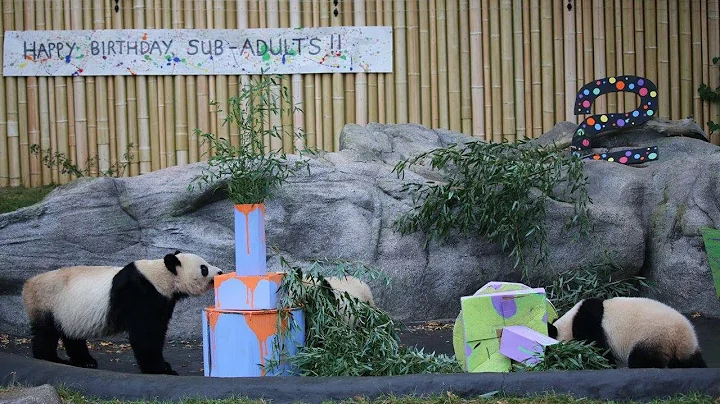 Rare Twin Pandas Feast on Bamboo Cake With Mom's Help at Second Birthday Party - DayDayNews