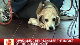 Pet care tips during New Year revelry