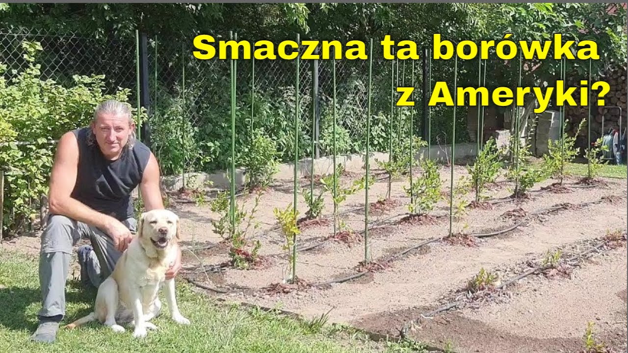 Borówka amerykańska po zbiorach - poletko borówki po zebraniu owoców. Linia kroplująca nadal działa.