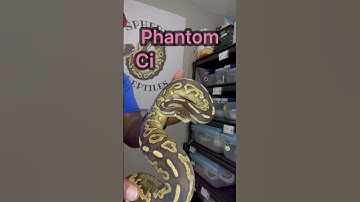 “P!NK” Phantom Cinnamon | #youtubevideos #ballpython #snake #reptiles