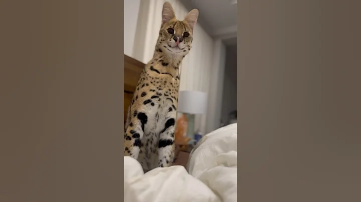 Video 3551211: wild african serval pet, serval cat