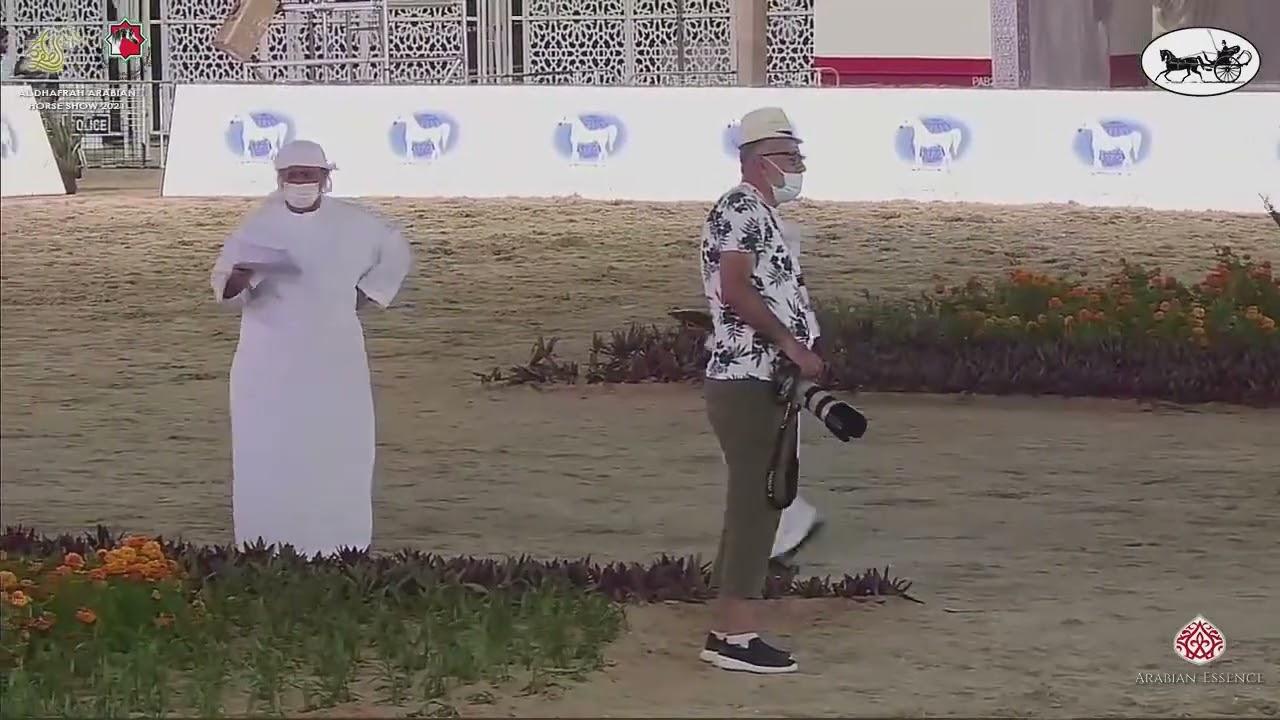 N.337 A.S. AL DHAHAB - Al Dhafrah Arabian Horse Championship 2021 - Colts 2 Years Old (Class 7A)...