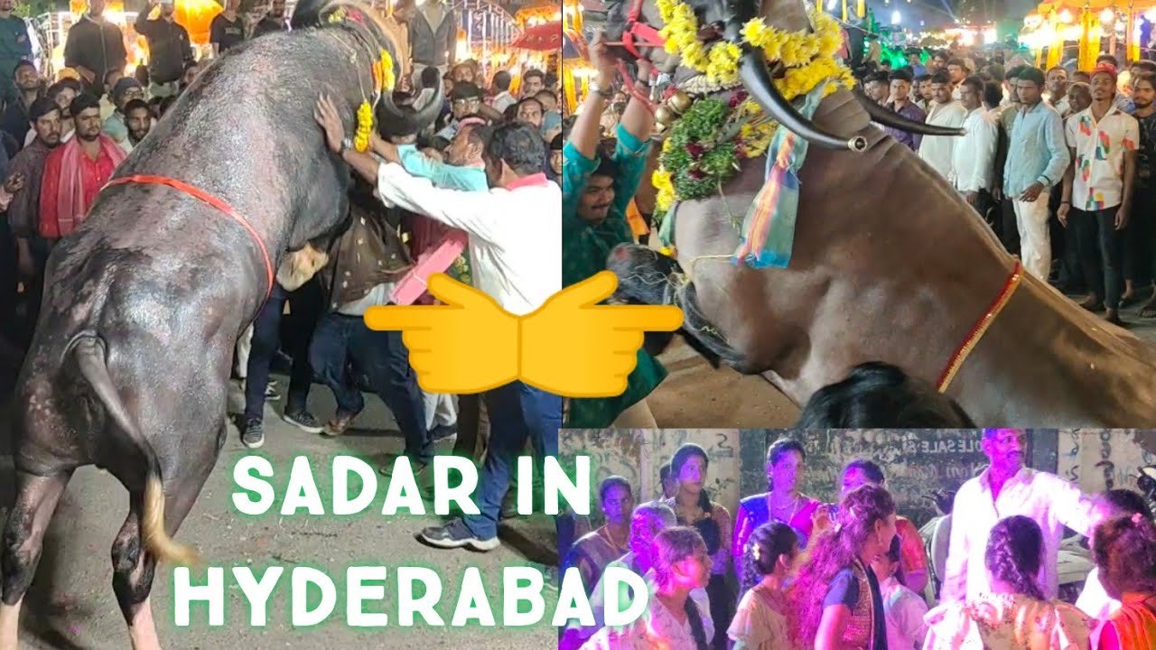 sadar festival in Hyderabad 2022 | yadav festival in saidabad | chanchalguda bulls show stunts bull