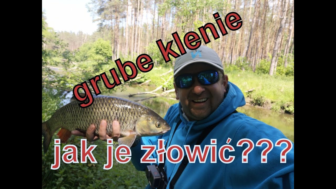Grube klenie - Jak je złowić? - najlepsze przynęty na klenia