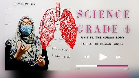 Science Class 4, Unit 1|The Human Body, Lecture 3|The Human Lungs 🫁. ASHC.