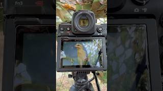Yellow female bird #birds #birdhome #nikon z8