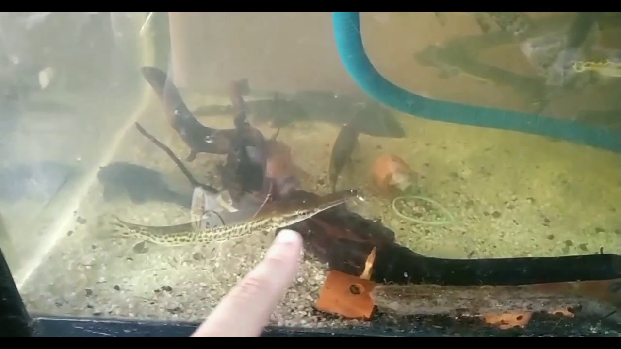 Ikan aligator