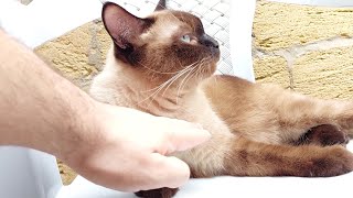 I lick your hand only a little by Meow Cat ChiaNuni 61 views 1 year ago 53 seconds