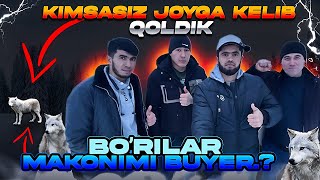 🚨Buyerda Qolib Ketsak😲 Bo’rilar Xujumiga Uchrashimiz Aniq