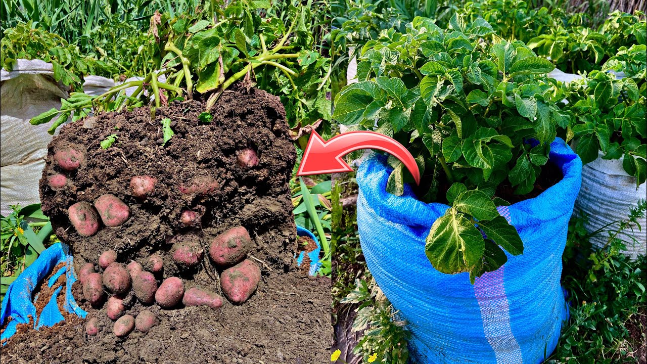 نتيجة غير متوقعة من زراعة البطاطس في الاكياس