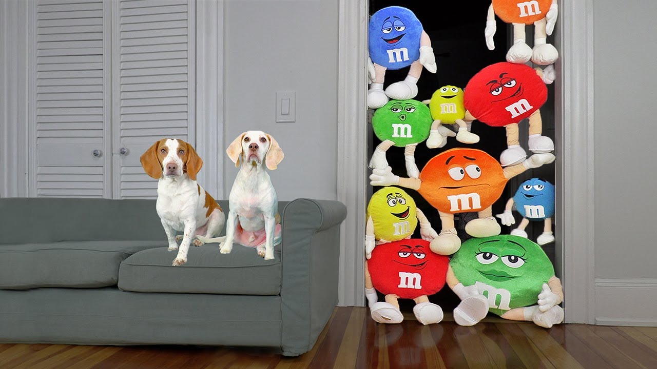 Dog vs Giant M&M Candy Prank: Funny Dogs Maymo & Potpie Get Giant Colorful Candy Surprise