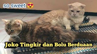 Download Lagu Joko Tingkir dan Bolu MP3