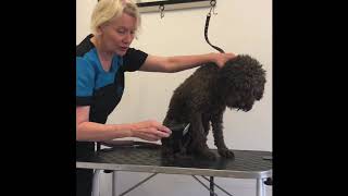 Lagotto groom 2 with Louise Ferguson part 1 by Louise Mizen Ferguson 5,133 views 4 years ago 13 minutes, 47 seconds