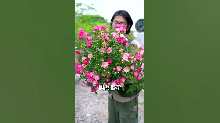开满“小荷花”的月季——天荷 - 天天要闻