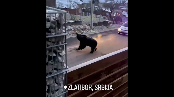 Medved na Zlatiboru (Serbia)