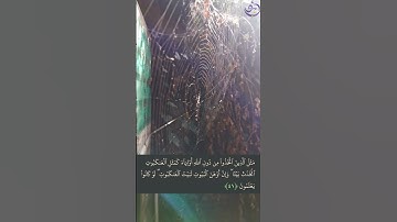 وإن أوهن البيوت لبيت العنكبوت #العنكبوت #سورة_العنكبوت
