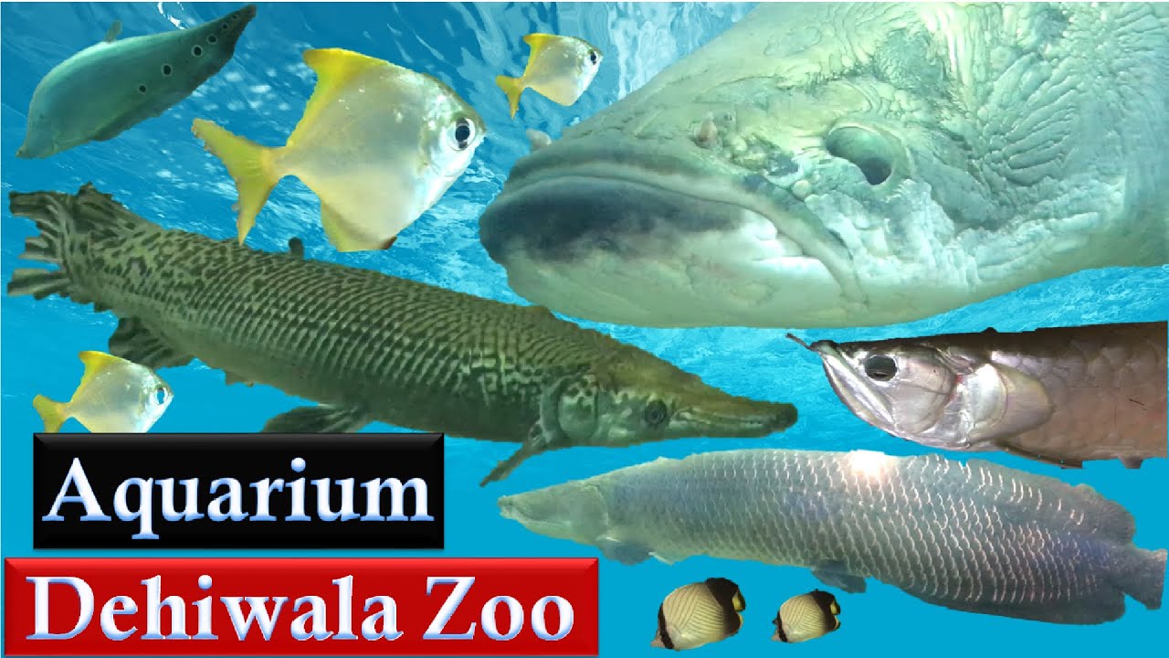 Aquarium Tour In Dehiwala Zoo In Sri Lanka | Beautiful Aquatic Plants & Fish  | Close up View | 2022 - YouTube