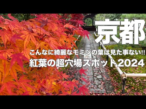京都紅葉2024年最新版！京都の紅葉穴場スポット🍁静かに楽しめる隠れた絶景