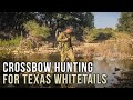 Hunting texas whitetail with crossbows