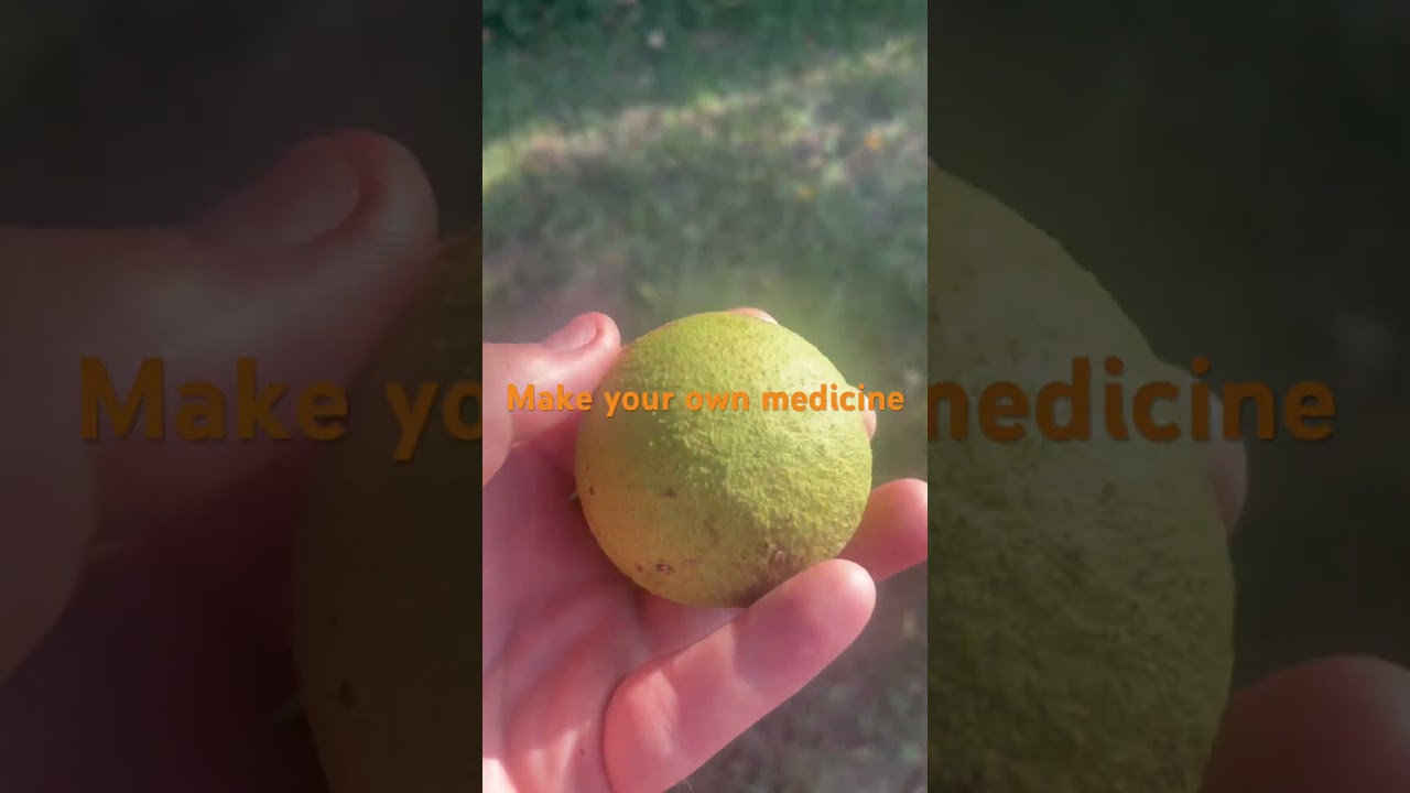 Make your own black walnut tincture 