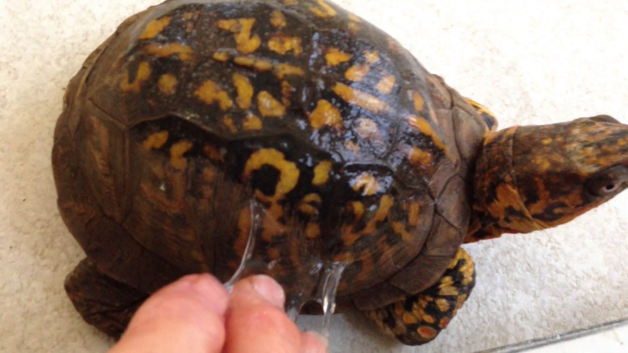 Box Turtle Care-Sparky Vid