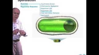 Sporulation in Bacillus subtilis