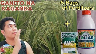 Apply Foliar 3G's Fertilizer combined AMO Plant Growth Enhancer | Ang Ganda ng Epekto sa Palay