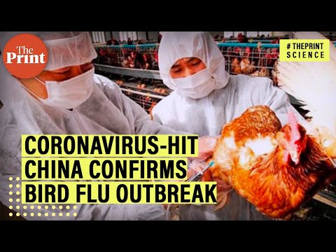 china-confirms-h5n1-bird-flu-outbreak-amid-deadly-coronavirus-outbreak