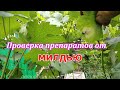 Проверка препаратов от милдью. Чем обработать виноград от милдью. Препараты от милдью для винограда.