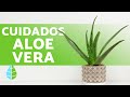 CUIDADOS del ALOE VERA