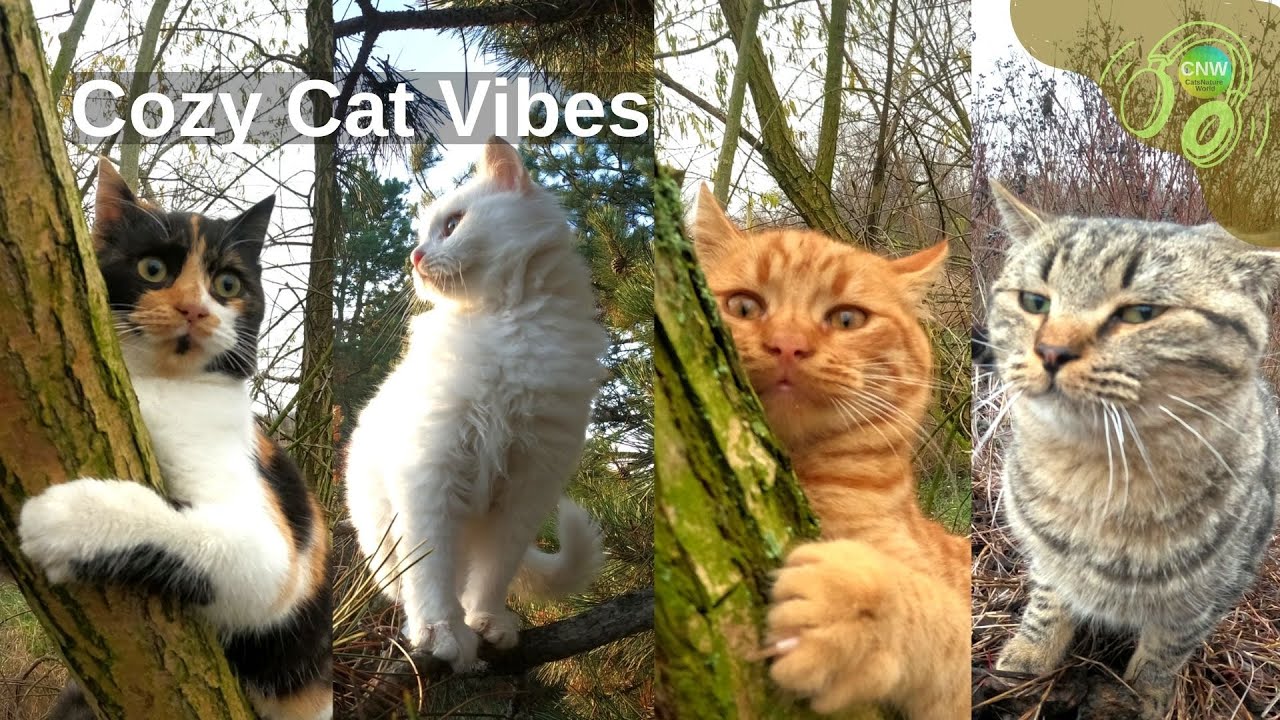 CNW – Lofi Chill Mix with Cats 🎵 | Relaxing Cozy Weekend Vibes | 2026