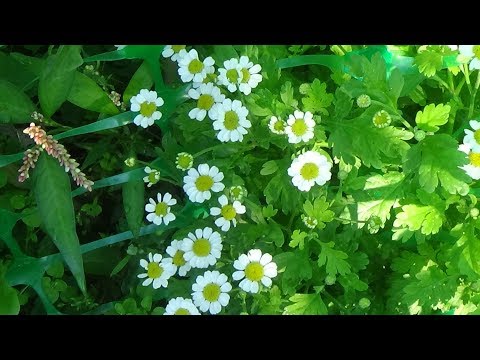 Videó: A Kardvirág ültetése és Gondozása (40 Fotó): Hogyan Kell ültetni A Szabadban és Gondozni őket Tavasszal? Hogyan Lehet Növekedni Az Urálban? Az Izzók Megfelelő Előkészítése A Télre