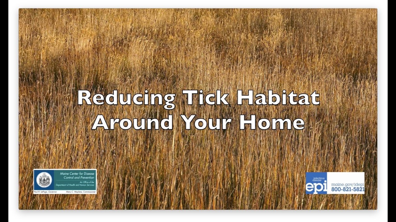 reducing tick habitat around your home youtube tick habitat
