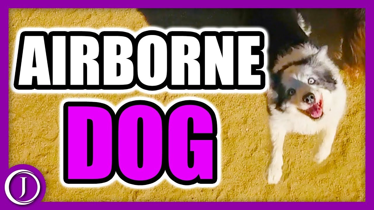 Moorpark Dog Park From The Sky! YouTube