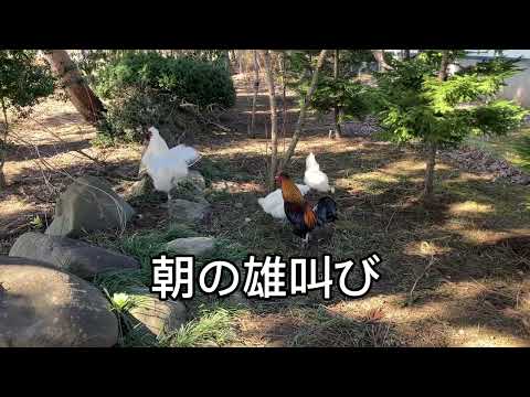 朝の烏骨鶏のルーティン