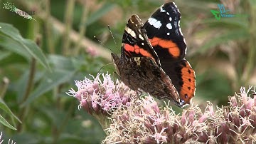 Vroege Vogels - Meer vlinders in je tuin