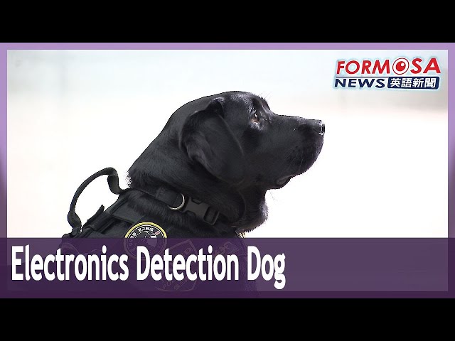 Meet Wafer, Taiwan’s first electronics detection dog｜Taiwan News