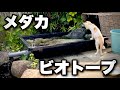トロ舟で作ったメダカビオトープに水草が大増殖!池の大掃除を見守る猫のマサと子猫たちの様子もお楽しみください。