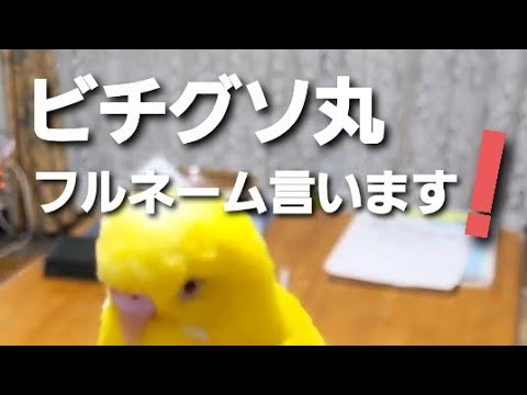 ビチグソ丸様 Www Vetrepro Fr