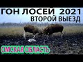 Гон лосей2021 Второй выезд Омская область