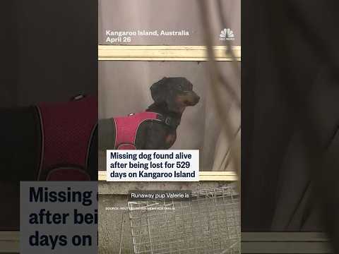Dog found after being lost in Australian wilderness for 529 days