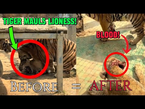 Siberian Tiger MAULS African Lioness 2025 FIGHT 