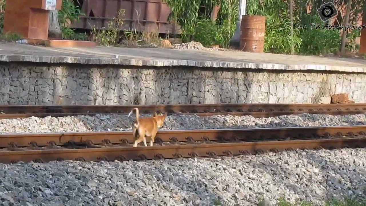 1/8 HP Doggie Crosses 4500HP WDG4 !!