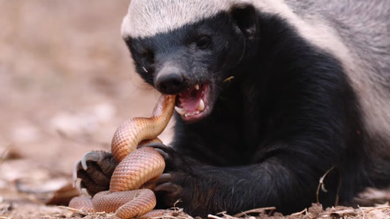 Honey Badgers vs Snake - the fearless fighting with the poisonous - YouTube