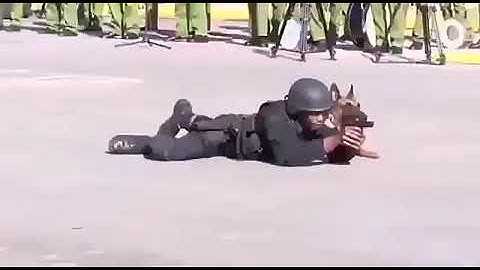 MAFUNZO YA MBWA: askari mbwa katika mapambano ya kijeshi