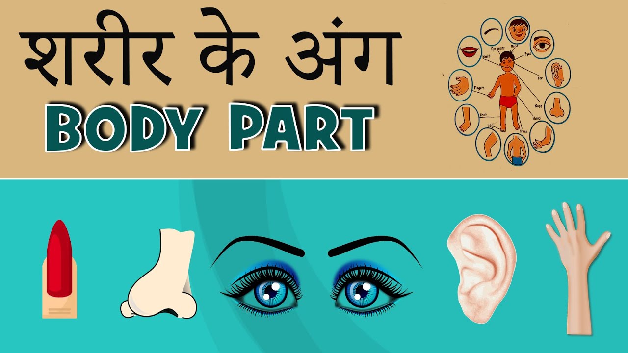 Human Body Parts in Hindi & English with Pictures-Part 1  | शरीर के अंग |  Body Parts | Kids Grade